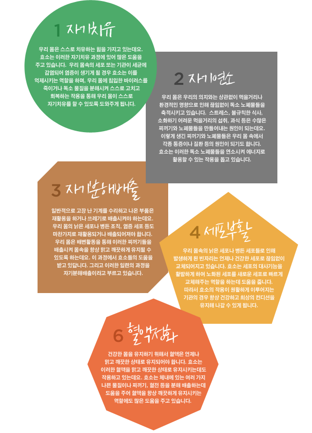 자기치유, 자기연소, 자기분해배출, 세포부활, 혈액정화